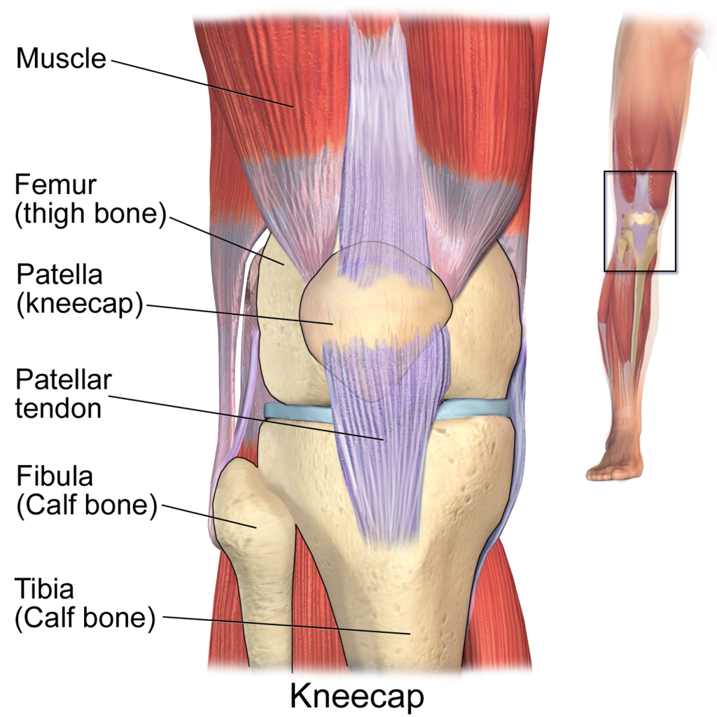 Ligament And Meniscus Surgery Globehealer