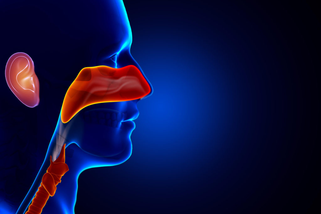 What doctor treats the disorders and diseases of the nose ears and throat?